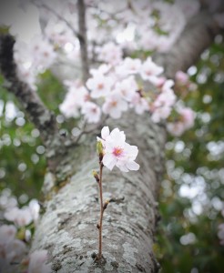 sakura