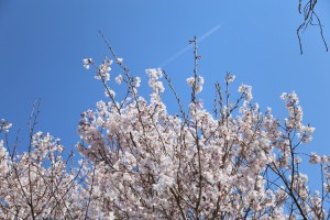 6174595936_IMG_8776