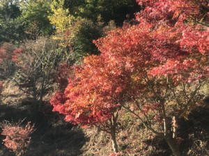 IMG_6706