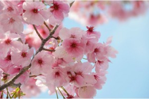 20170310-sakura2