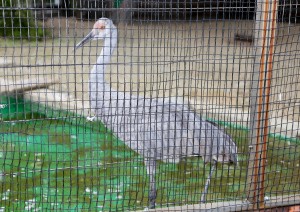 IMG_3144_1