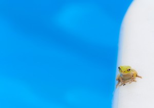 IMG_1270 のコピー
